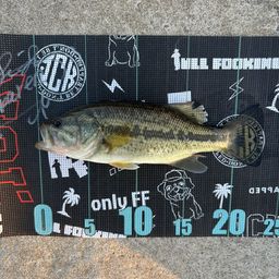 ラージマウスバス