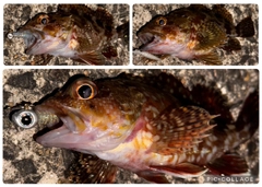 アラカブの釣果