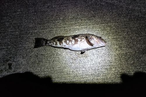 アイナメの釣果