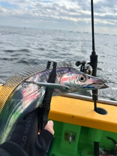 タチウオの釣果