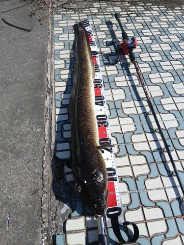 オオウナギの釣果