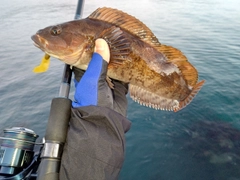 アイナメの釣果