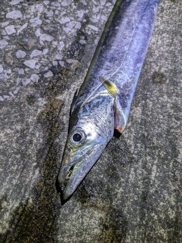 タチウオの釣果