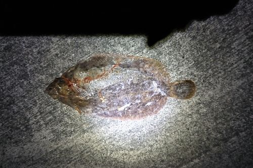 ナメタガレイの釣果