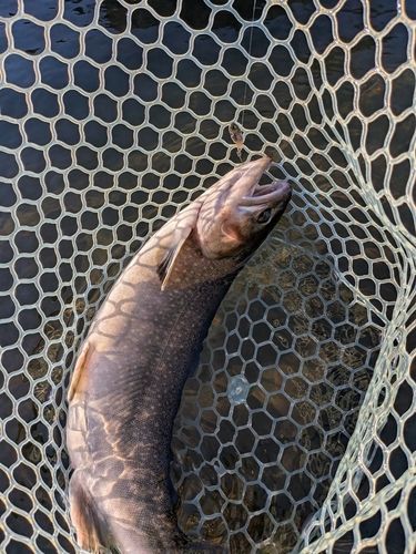 足柄キャスティングエリア