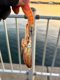 ヒイカの釣果