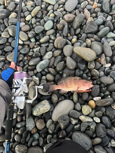 オオモンハタの釣果