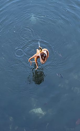 大村湾（南部）