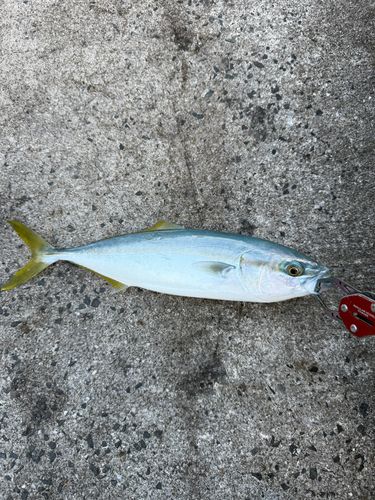 ツバスの釣果
