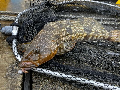 アイナメの釣果