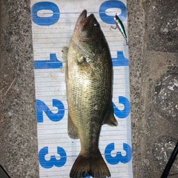 ラージマウスバス