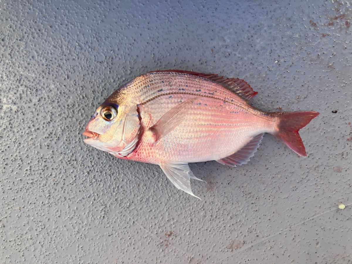 アングラーナーヒャンさんの釣果 2枚目の画像