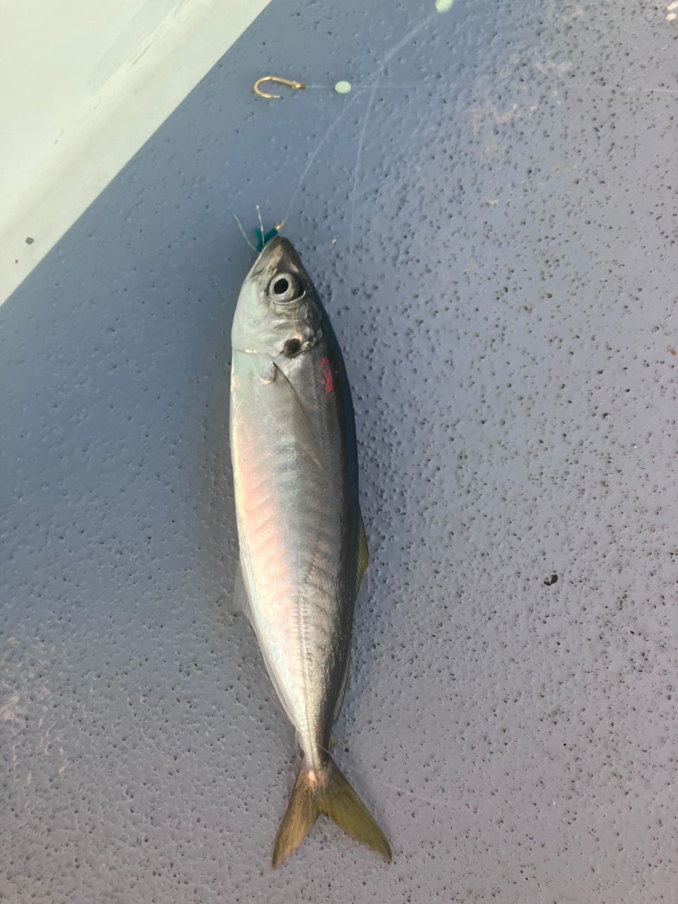 アングラーナーヒャンさんの釣果 3枚目の画像