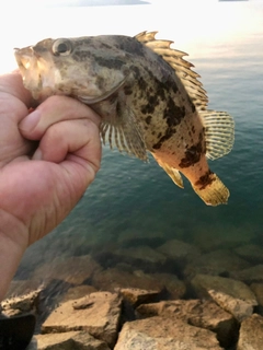 タケノコメバルの釣果