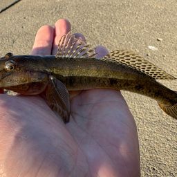 フッコ（マルスズキ）