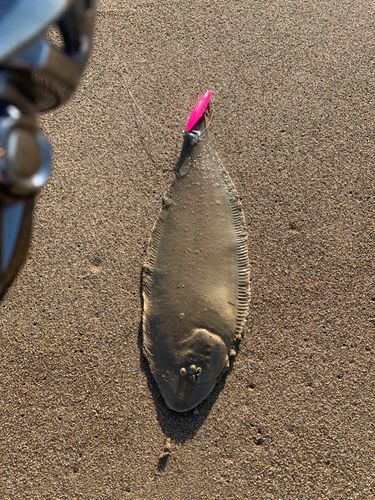 シタビラメの釣果