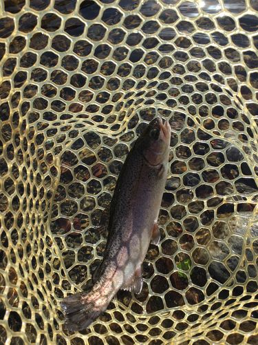 ニジマスの釣果