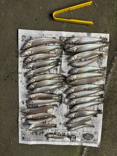 シロギスの釣果