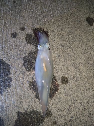 イカの釣果