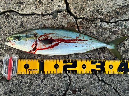 ヒラマサの釣果