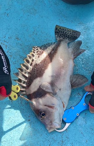 コショウダイの釣果
