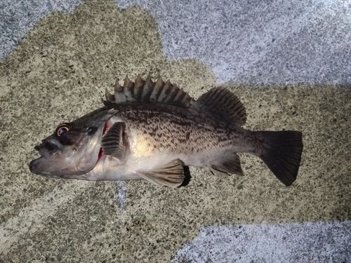 クロソイの釣果