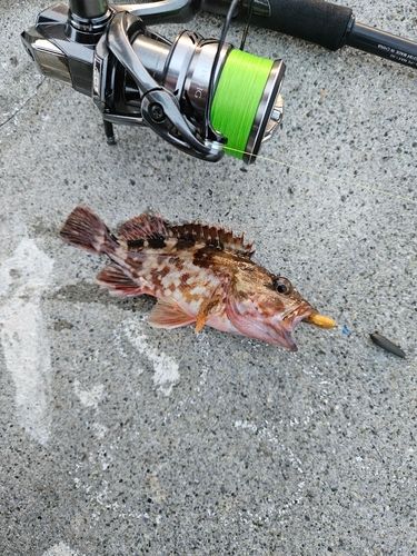 カサゴの釣果