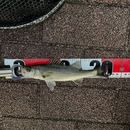 豊洲ぐるり公園