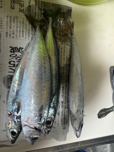 マサバの釣果