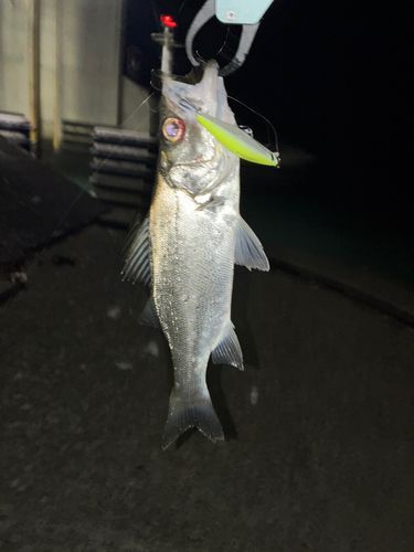 セイゴ（ヒラスズキ）の釣果