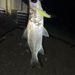 セイゴ（ヒラスズキ）