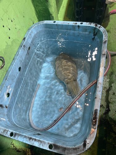 コウイカの釣果