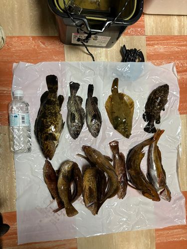 タケノコメバルの釣果