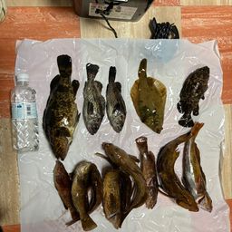 タケノコメバル