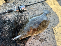 ヒラメの釣果