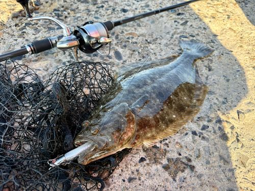 ヒラメの釣果