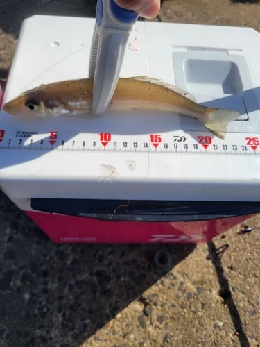 シロギスの釣果