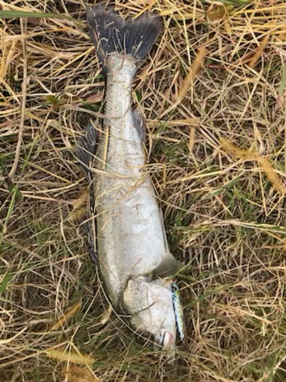 セイゴ（タイリクスズキ）