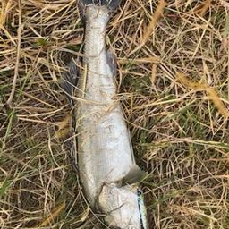 セイゴ（タイリクスズキ）