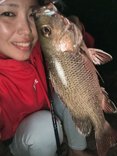 ゴマフエダイの釣果