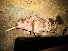 ムラソイの釣果