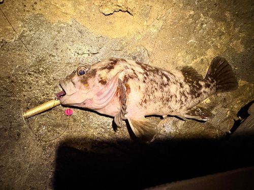 ムラソイの釣果