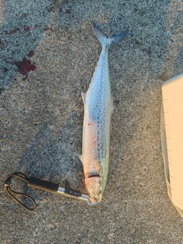 サワラの釣果