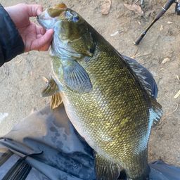 スモールマウスバス