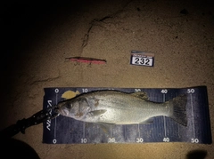 ヒラスズキの釣果