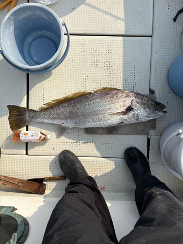 オオニベの釣果
