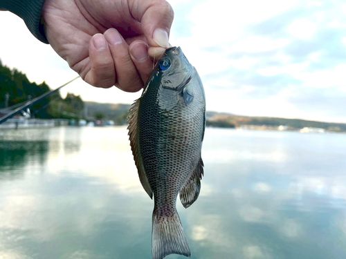 メジナの釣果