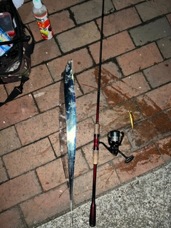 タチウオの釣果