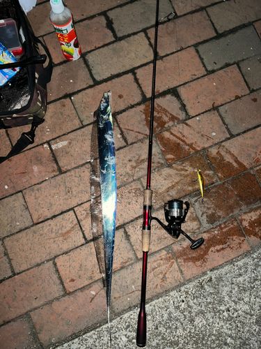 タチウオの釣果