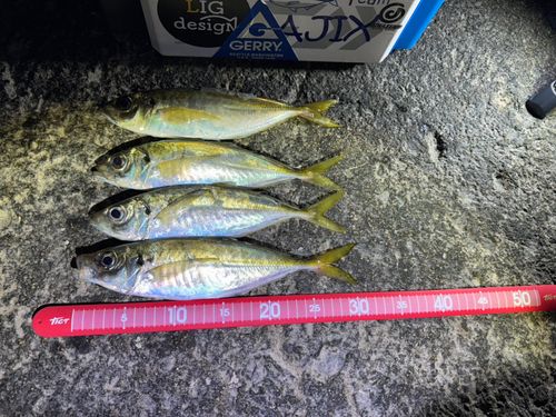 セイゴ（マルスズキ）の釣果